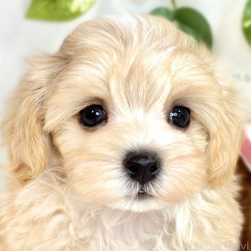 成約済の滋賀県のマルプー:マルチーズ×トイプードル-416309