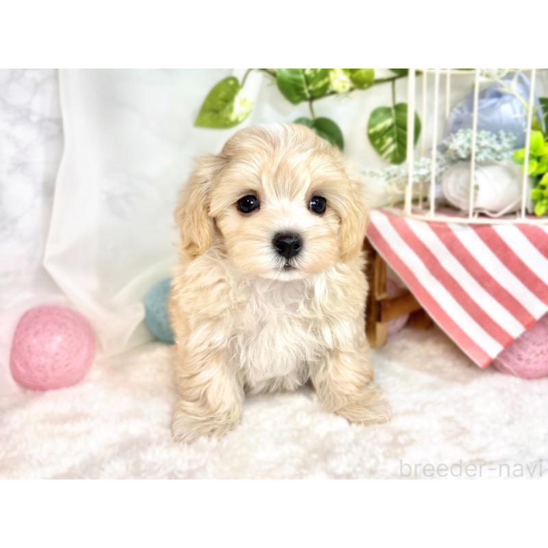 成約済の滋賀県のマルプー:マルチーズ×トイプードル-416309の4枚目