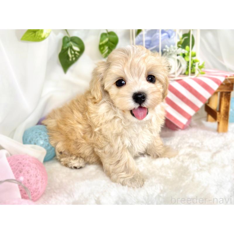 成約済の滋賀県のマルプー:マルチーズ×トイプードル-416309の3枚目