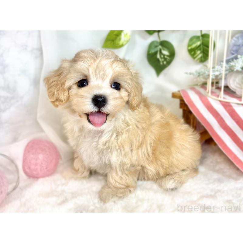 成約済の滋賀県のマルプー:マルチーズ×トイプードル-416309の2枚目