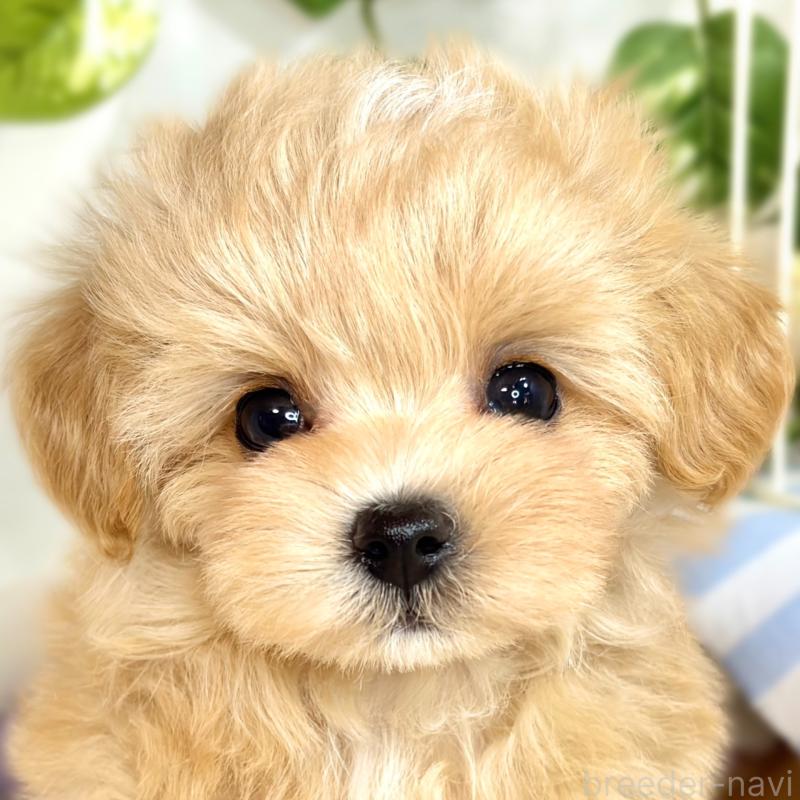 成約済の滋賀県のマルプー:マルチーズ×トイプードル-416310