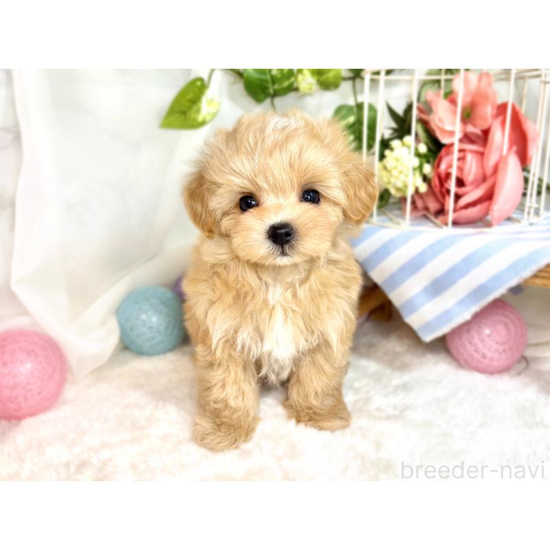 成約済の滋賀県のマルプー:マルチーズ×トイプードル-416310の4枚目