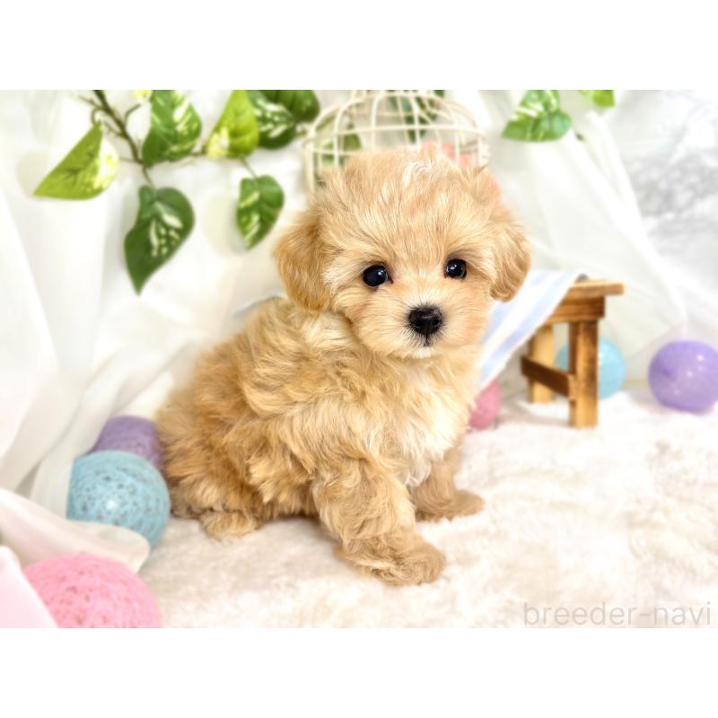 成約済の滋賀県のマルプー:マルチーズ×トイプードル-416310の3枚目