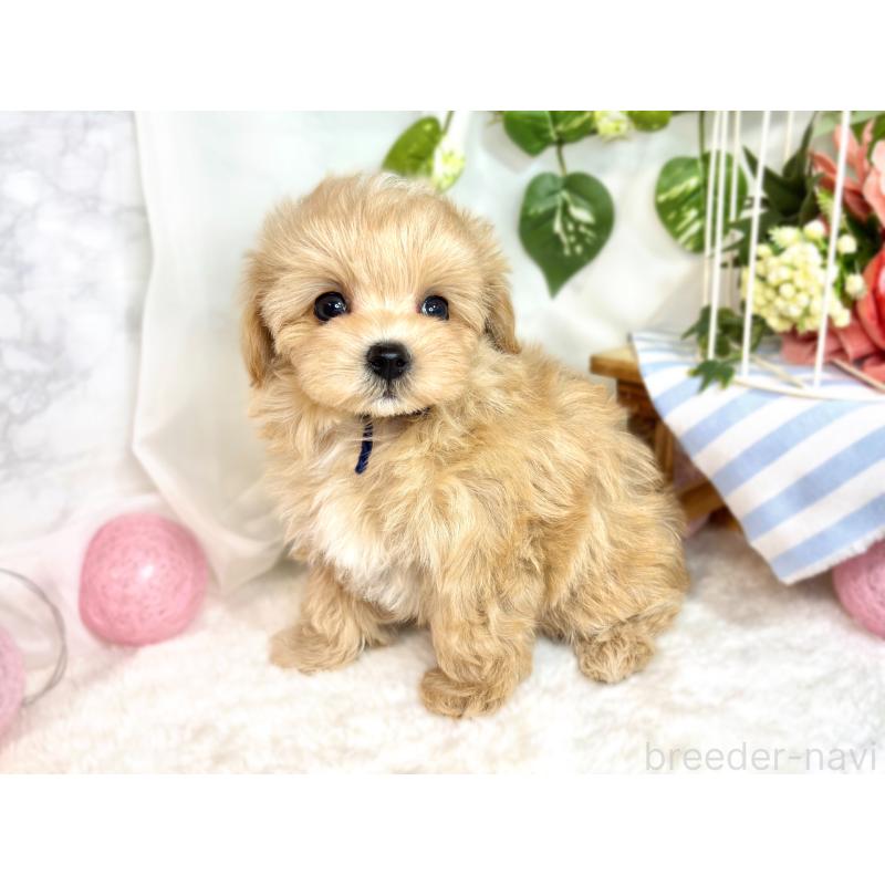 成約済の滋賀県のマルプー:マルチーズ×トイプードル-416310の2枚目