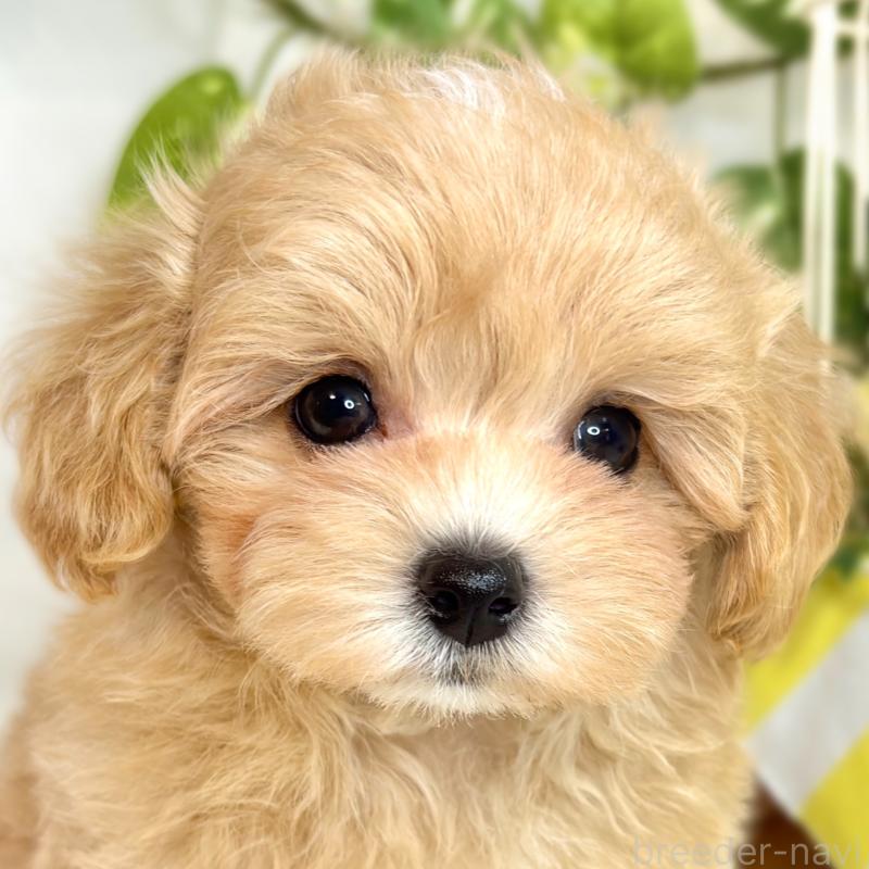 成約済の滋賀県のマルプー:マルチーズ×トイプードル-416311