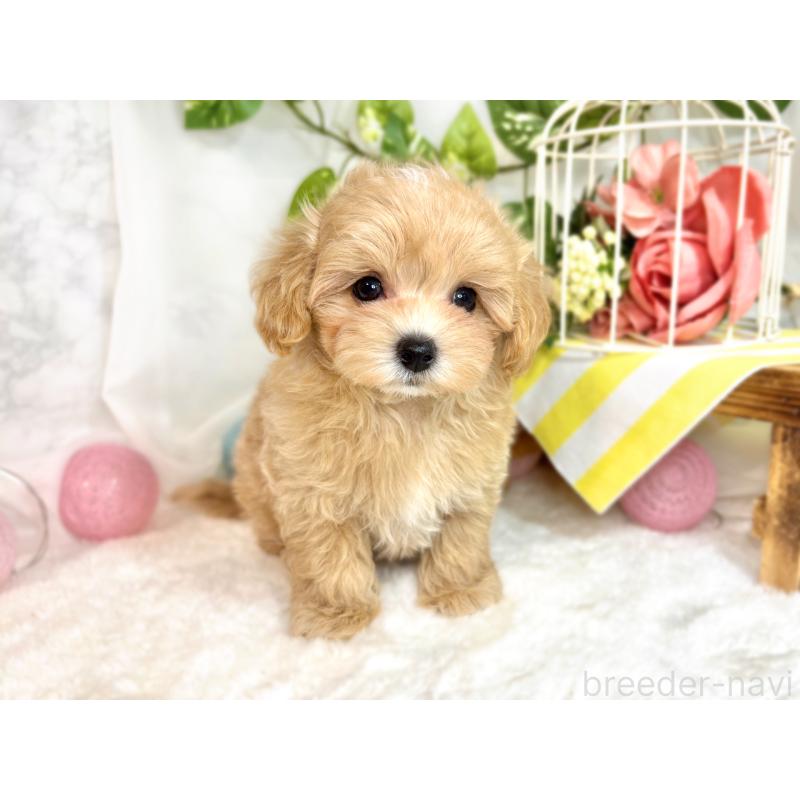 成約済の滋賀県のマルプー:マルチーズ×トイプードル-416311の4枚目