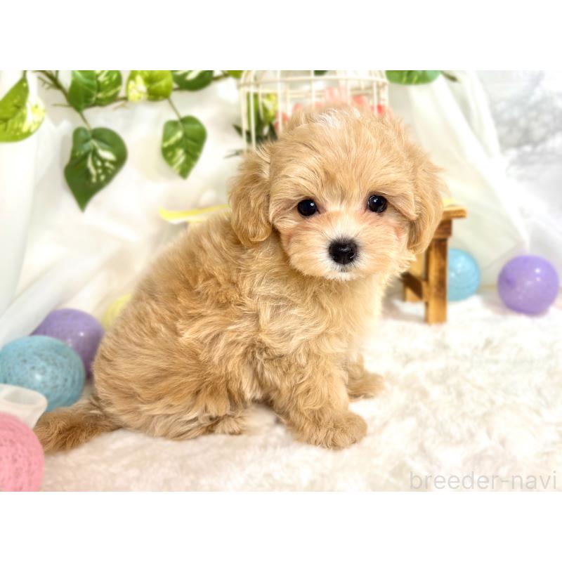 成約済の滋賀県のマルプー:マルチーズ×トイプードル-416311の3枚目