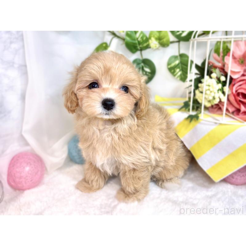 成約済の滋賀県のマルプー:マルチーズ×トイプードル-416311の2枚目