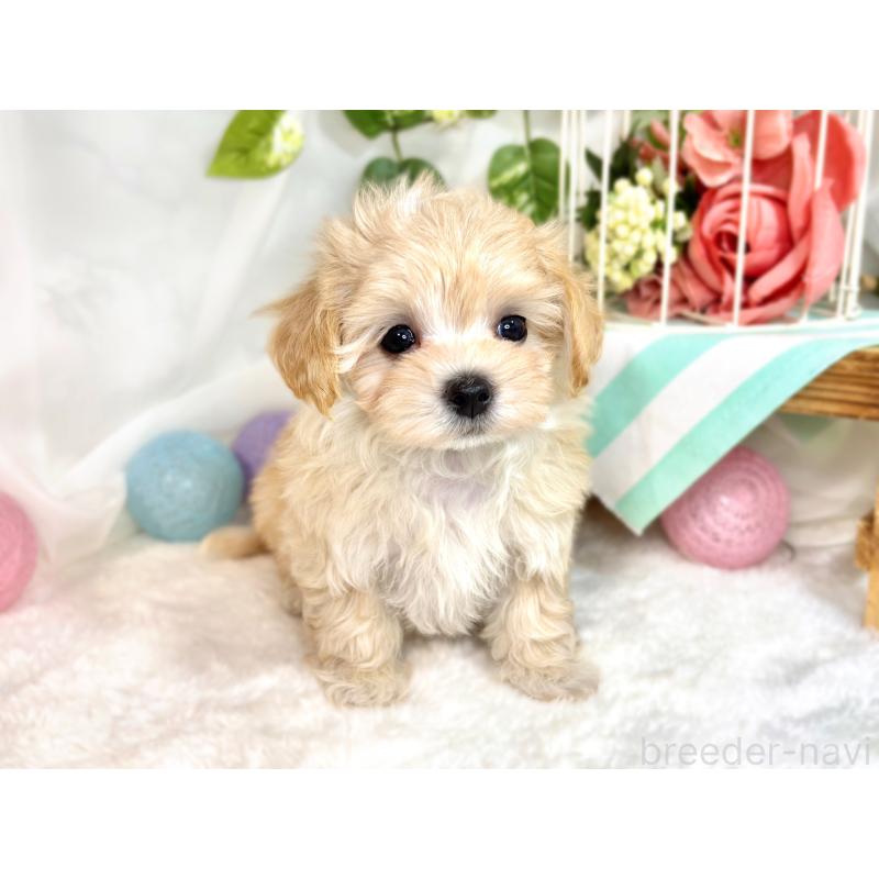 成約済の滋賀県のマルプー:マルチーズ×トイプードル-416312の4枚目