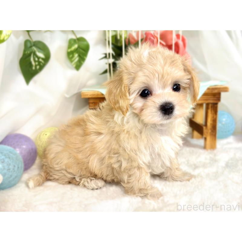 成約済の滋賀県のマルプー:マルチーズ×トイプードル-416312の3枚目