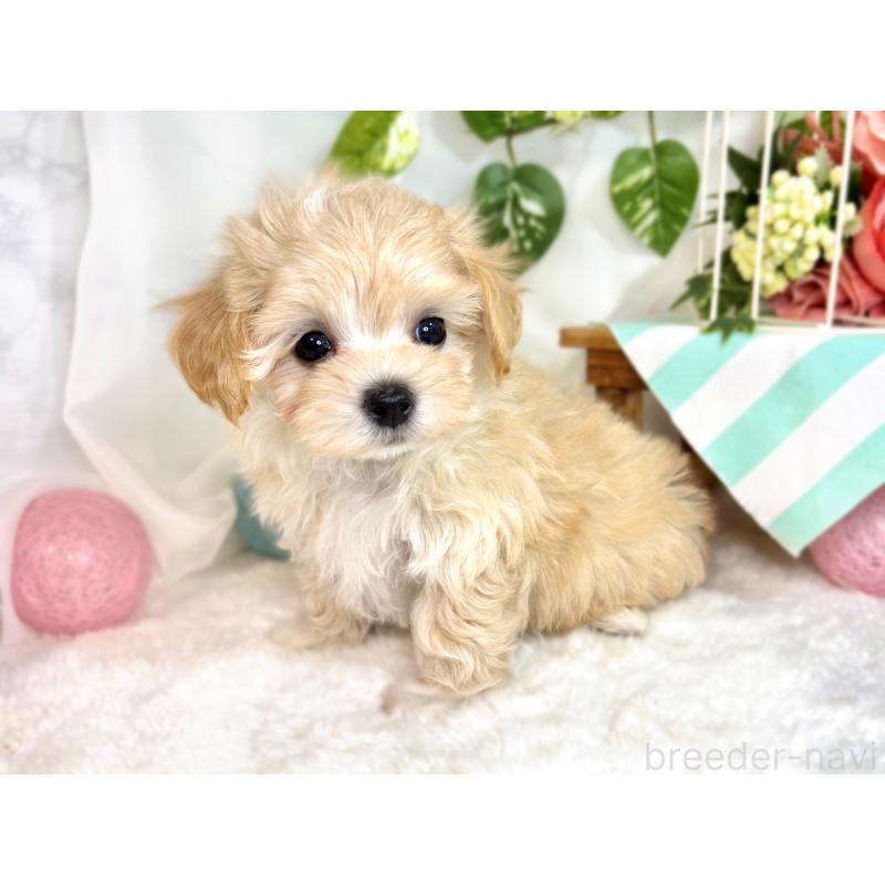 成約済の滋賀県のマルプー:マルチーズ×トイプードル-416312の2枚目