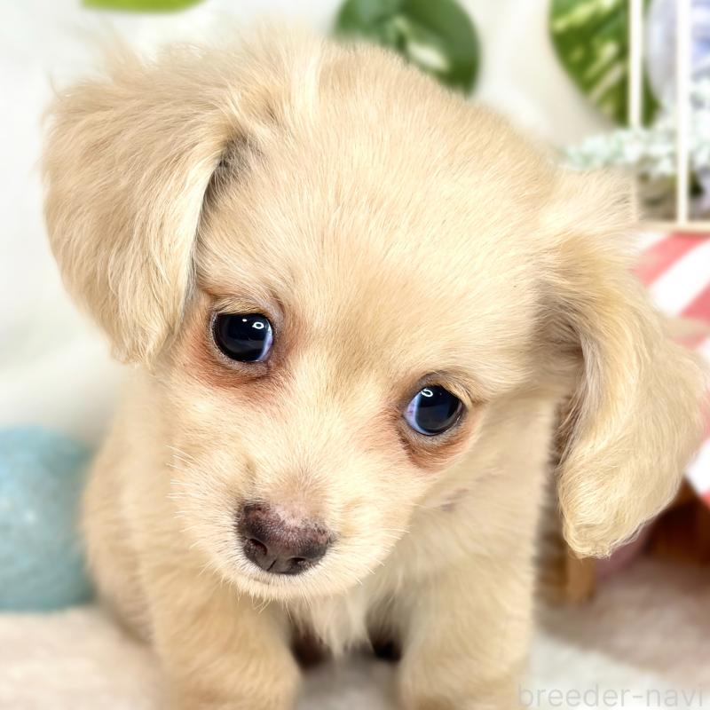 成約済の滋賀県のチワックス:チワワ×ミニチュアダックスフンド-416259