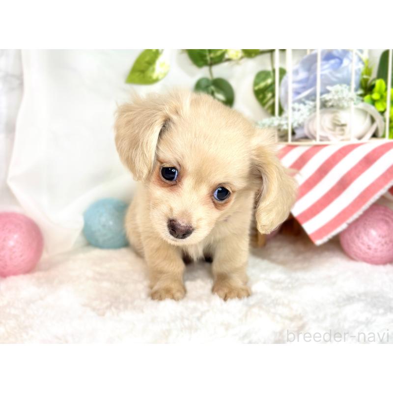 成約済の滋賀県のチワックス:チワワ×ミニチュアダックスフンド-416259の4枚目