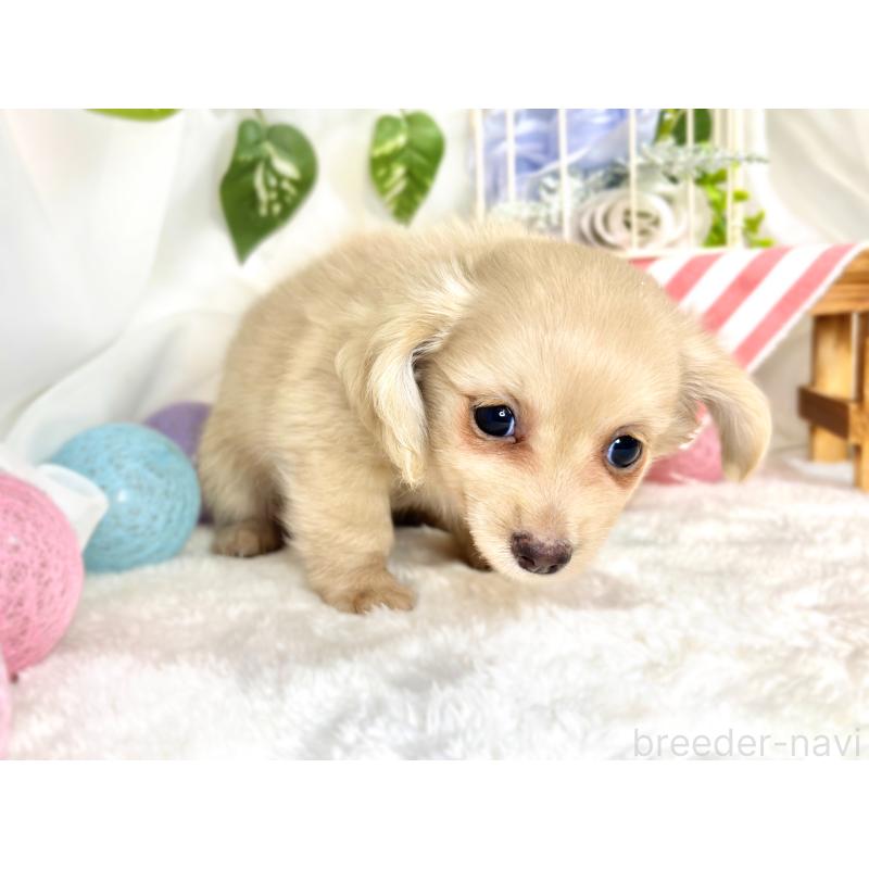 成約済の滋賀県のチワックス:チワワ×ミニチュアダックスフンド-416259の3枚目