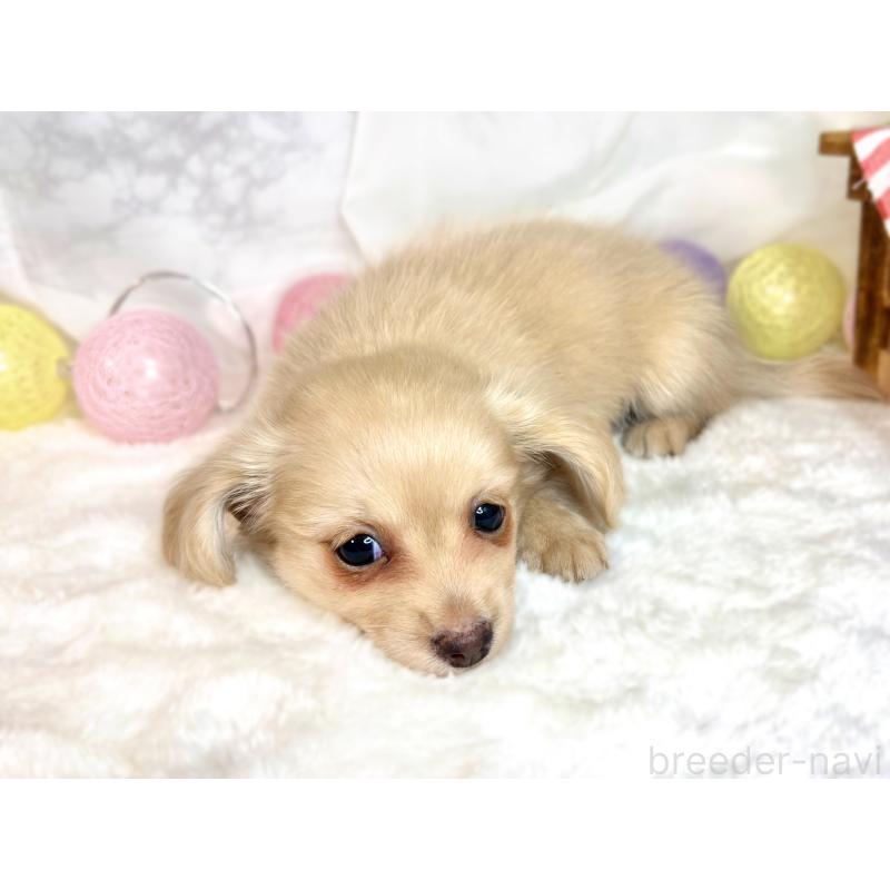 成約済の滋賀県のチワックス:チワワ×ミニチュアダックスフンド-416259の2枚目