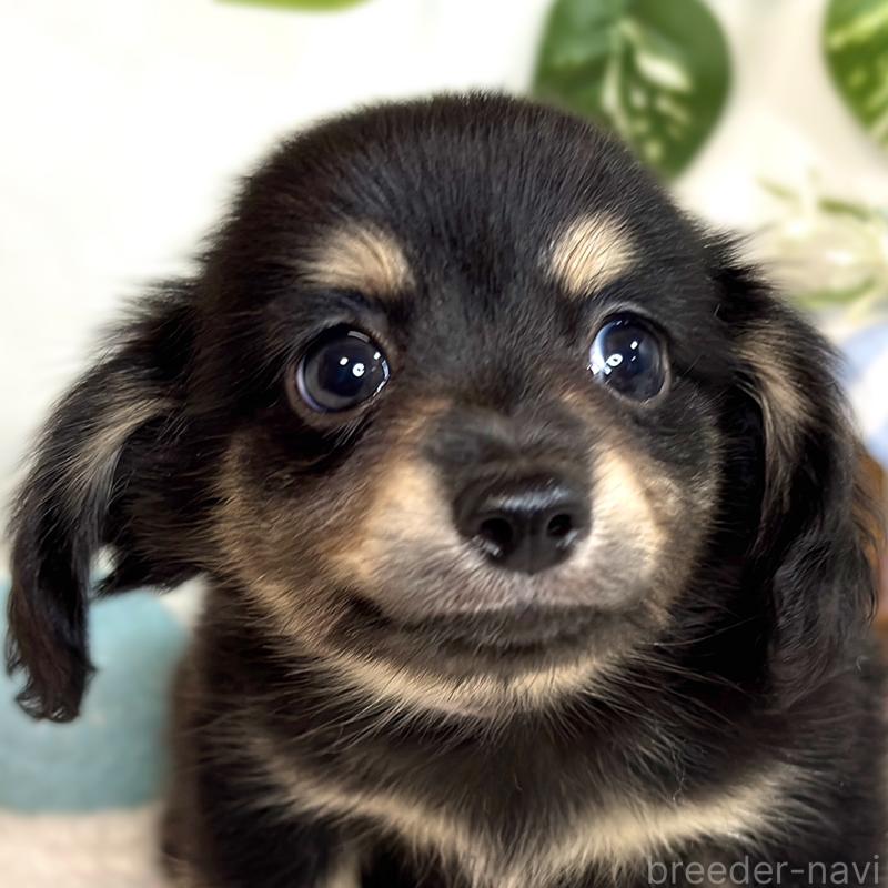 成約済の滋賀県のチワックス:チワワ×ミニチュアダックスフンド-416260