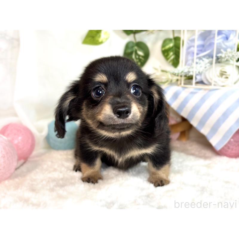 成約済の滋賀県のチワックス:チワワ×ミニチュアダックスフンド-416260の4枚目