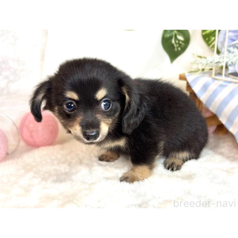 成約済の滋賀県のチワックス:チワワ×ミニチュアダックスフンド-416260の3枚目