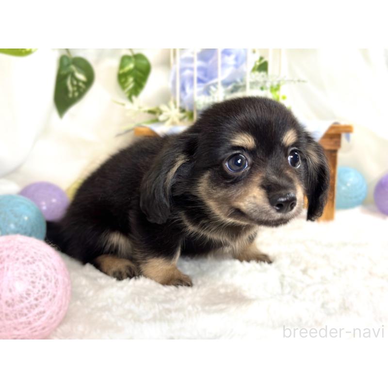 成約済の滋賀県のチワックス:チワワ×ミニチュアダックスフンド-416260の2枚目