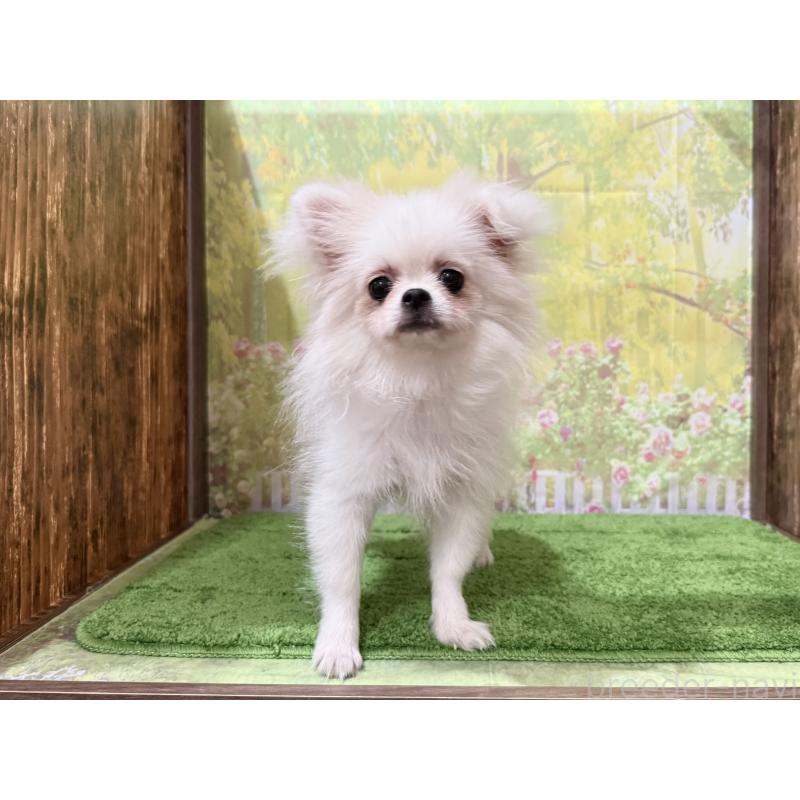 販売中の埼玉県のミックス犬-394109の5枚目