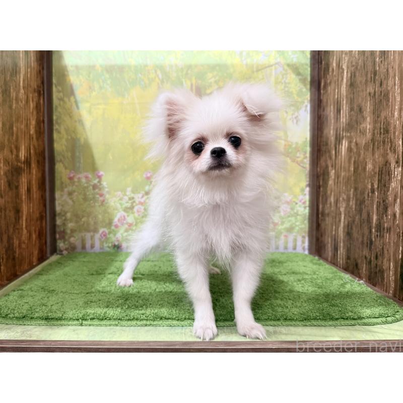 販売中の埼玉県のミックス犬-394109の4枚目