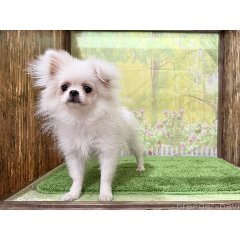 販売中の埼玉県のミックス犬-394109の3枚目