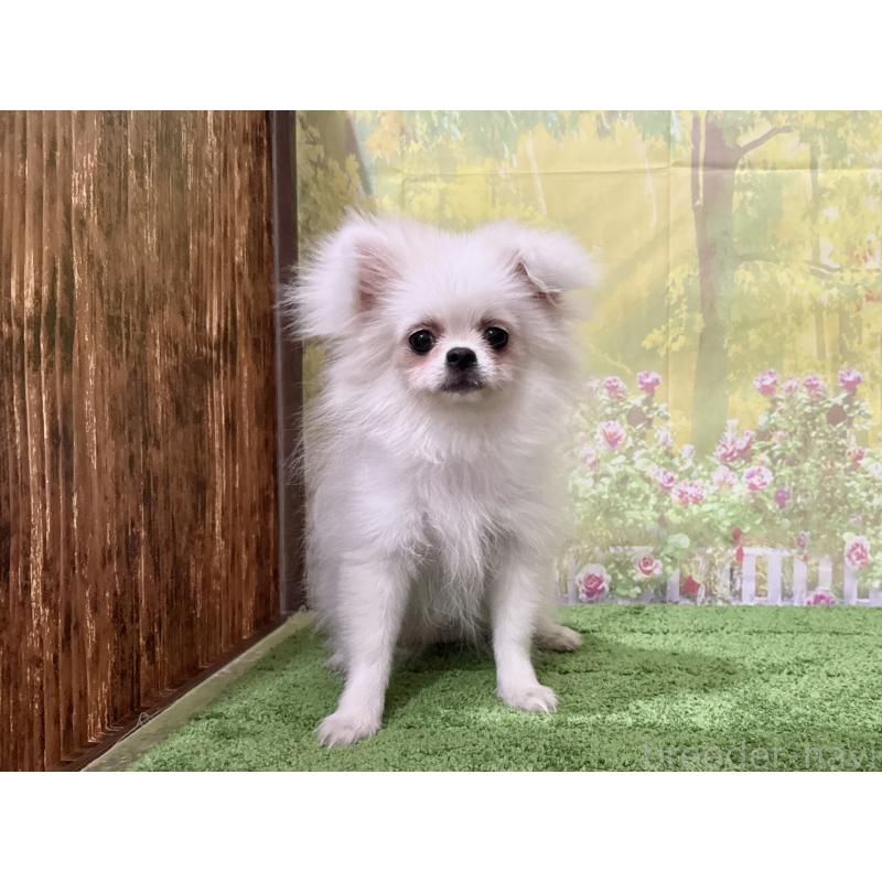 販売中の埼玉県のミックス犬-394109の2枚目