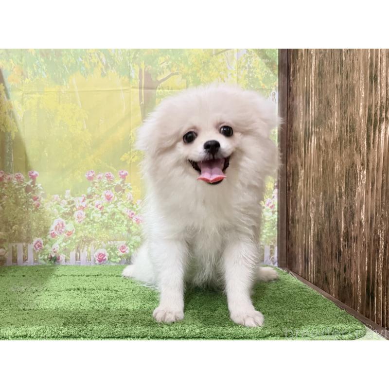 販売中の埼玉県のミックス犬-394110の5枚目