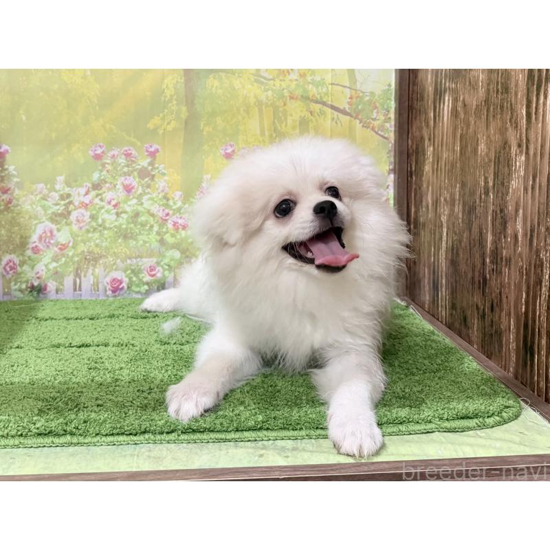 販売中の埼玉県のミックス犬-394110の4枚目