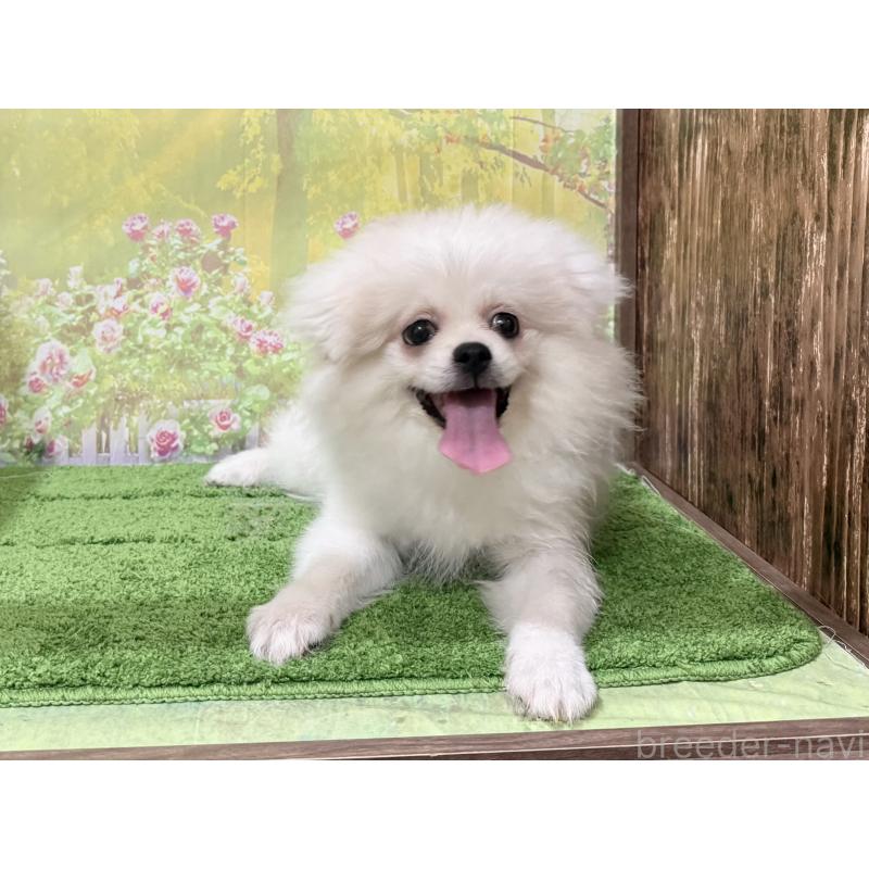 販売中の埼玉県のミックス犬-394110の3枚目