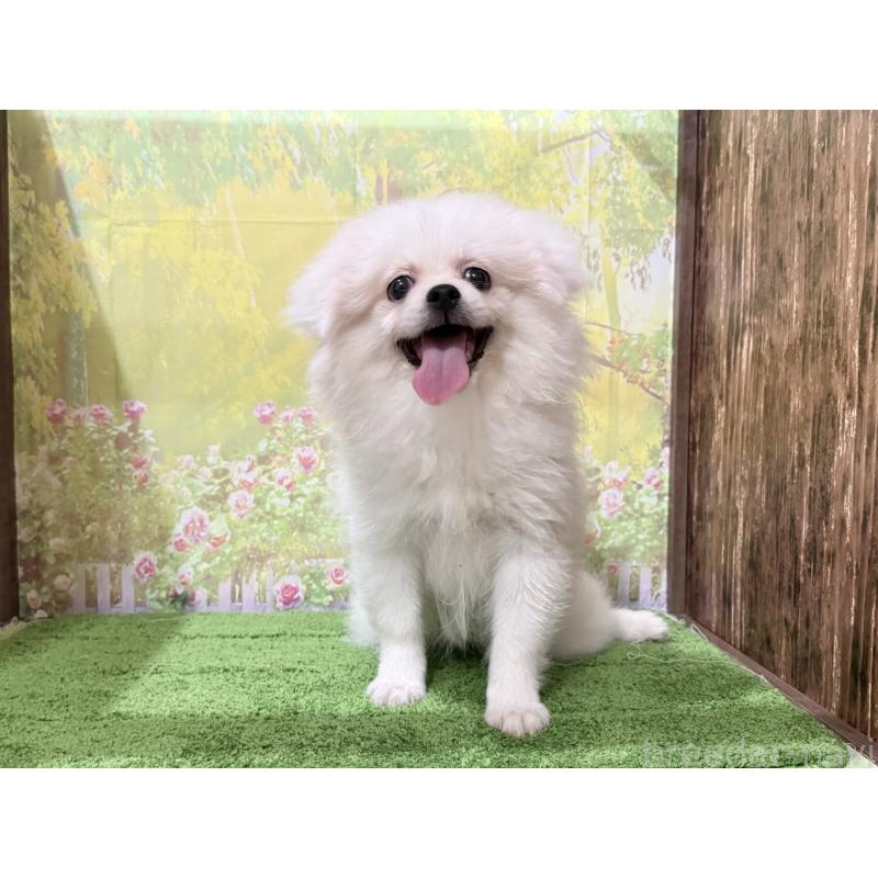 販売中の埼玉県のミックス犬-394110の2枚目