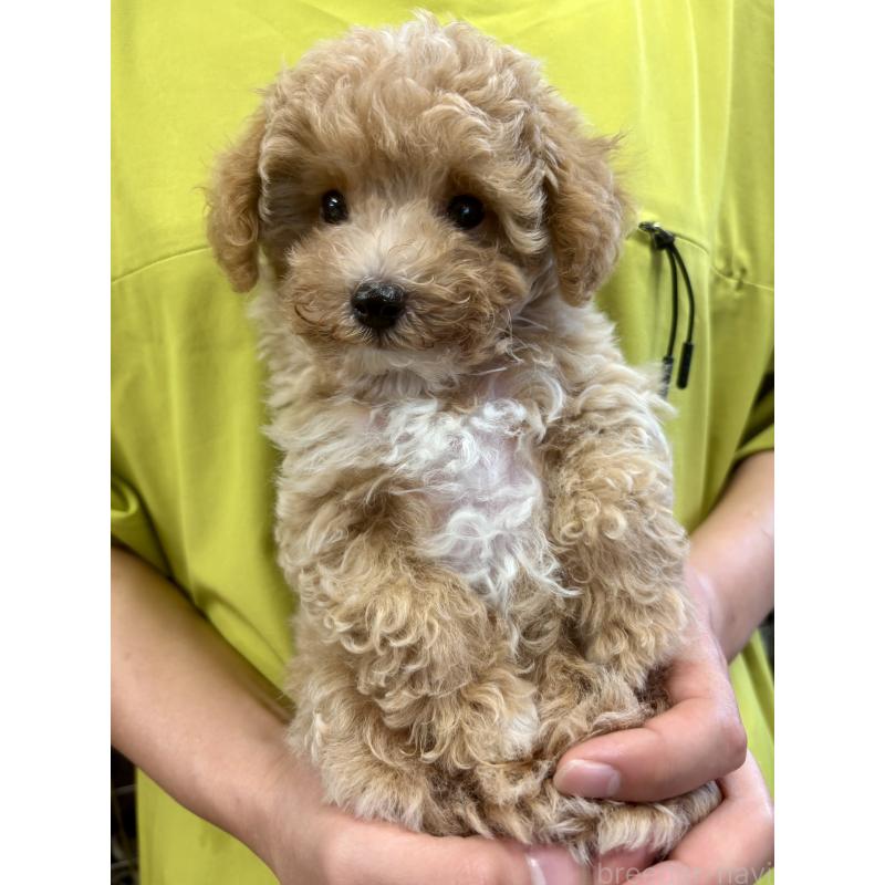 成約済の福岡県のマルプー:マルチーズ×トイプードル-415916の2枚目