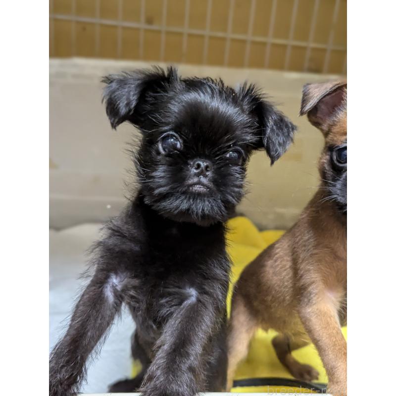 成約済の愛知県のベルジアングリフォン-413522の8枚目