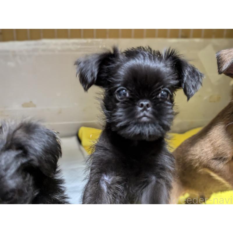 成約済の愛知県のベルジアングリフォン-413522の7枚目