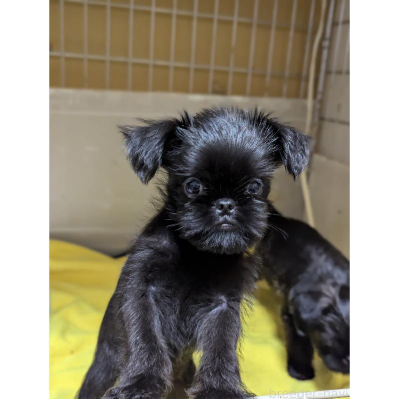 成約済の愛知県のベルジアングリフォン-413522の6枚目