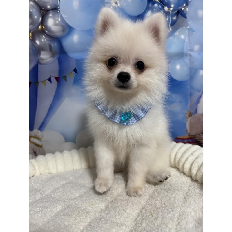 成約済の埼玉県のポメラニアン-404115の5枚目