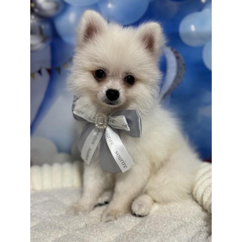 成約済の埼玉県のポメラニアン-404115の4枚目