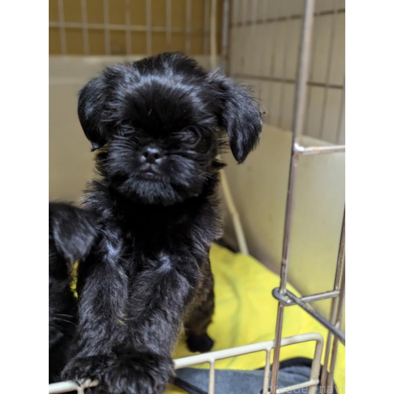 成約済の愛知県のベルジアングリフォン-413521の8枚目