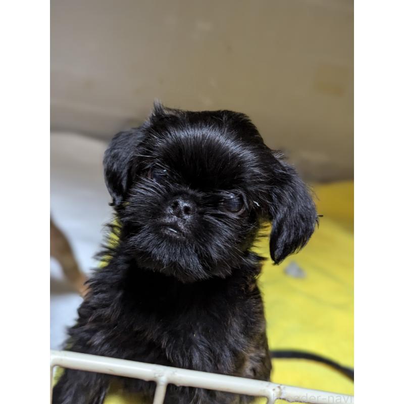 成約済の愛知県のベルジアングリフォン-413521の7枚目