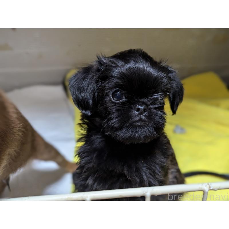 成約済の愛知県のベルジアングリフォン-413521の6枚目