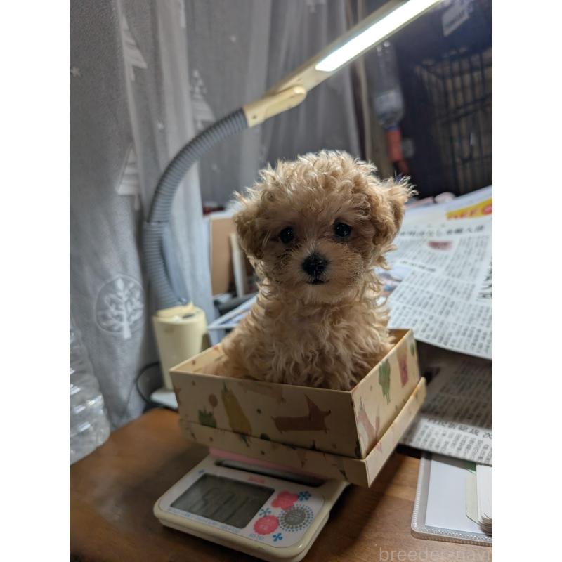 成約済の滋賀県のティーカッププードル-417134の4枚目