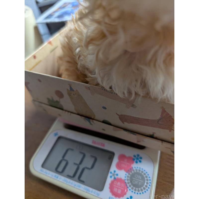 成約済の滋賀県のティーカッププードル-417134の3枚目