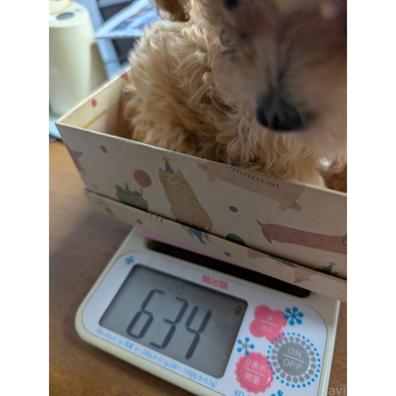 成約済の滋賀県のティーカッププードル-417134の2枚目