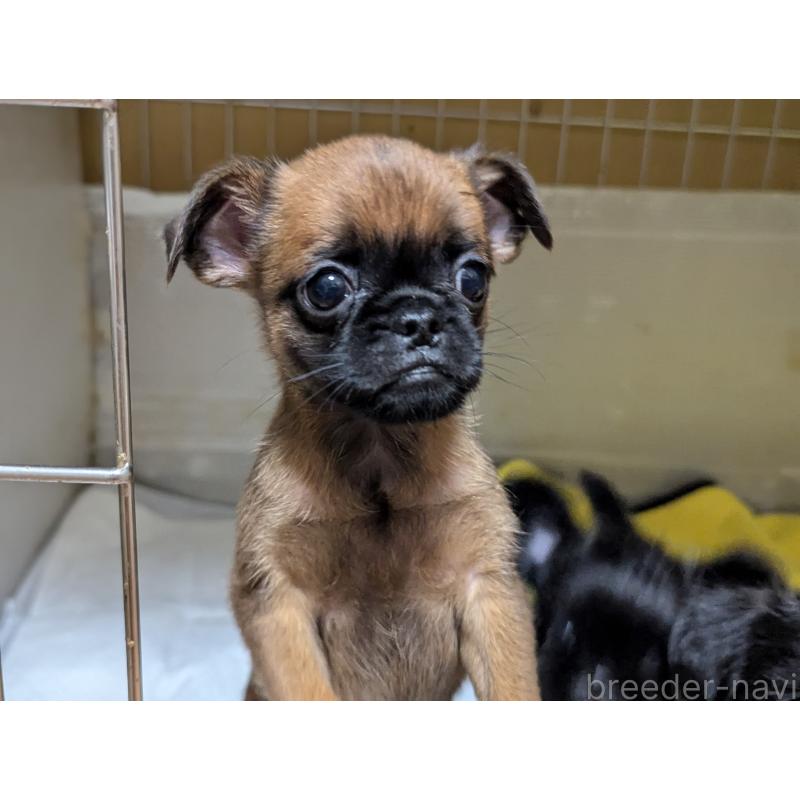 成約済の愛知県のプチブラバンソン-413523の8枚目