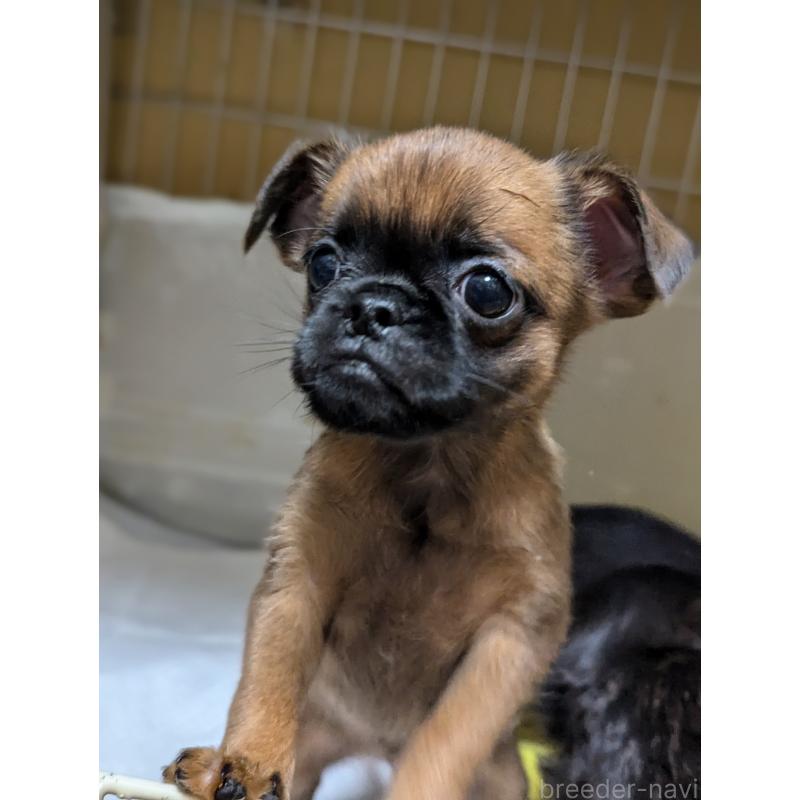 成約済の愛知県のプチブラバンソン-413523の7枚目