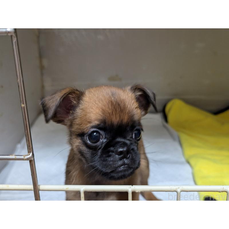 成約済の愛知県のプチブラバンソン-413523の6枚目