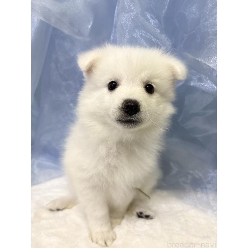 成約済の千葉県の日本スピッツ-413252の8枚目