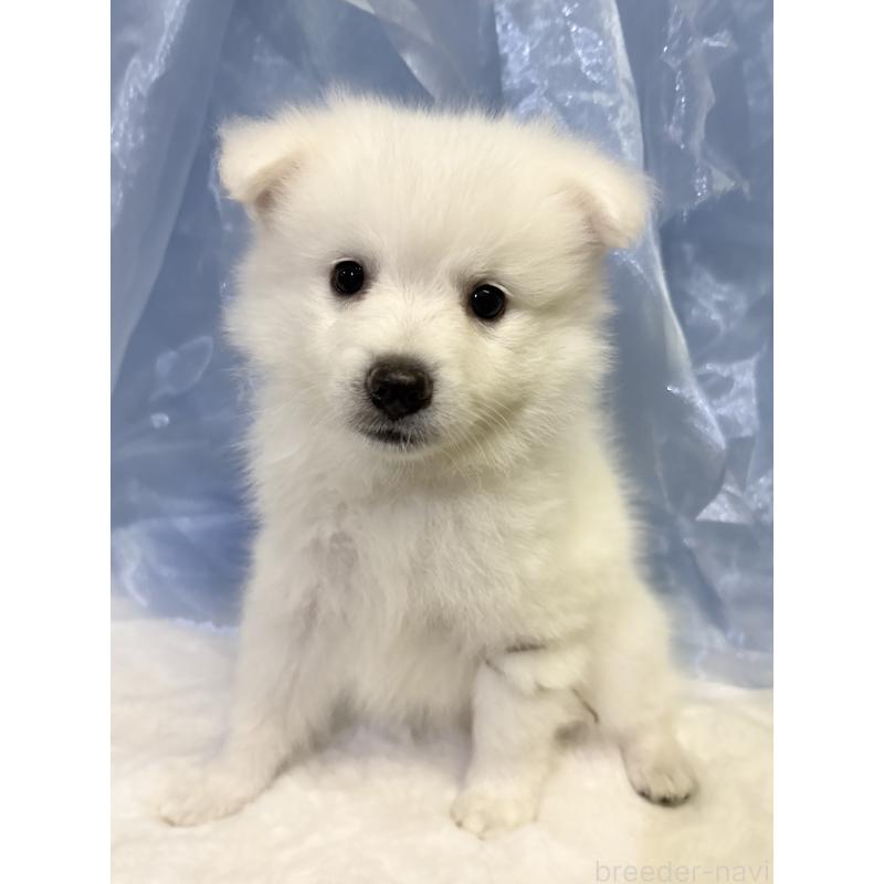 成約済の千葉県の日本スピッツ-413252の7枚目