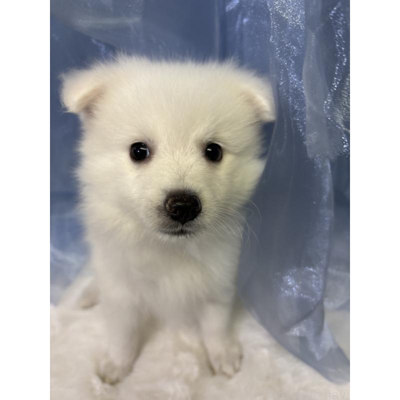 成約済の千葉県の日本スピッツ-413252の6枚目