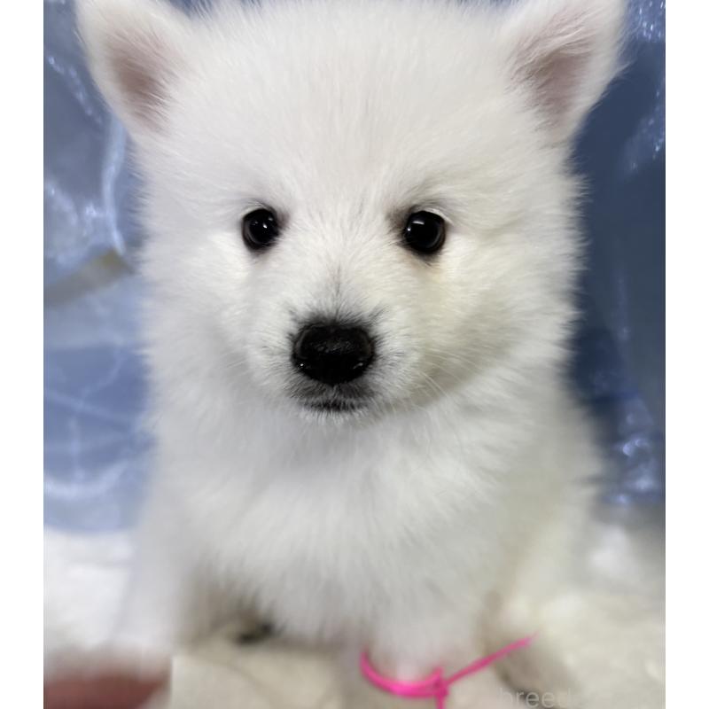 成約済の千葉県の日本スピッツ-413249の7枚目